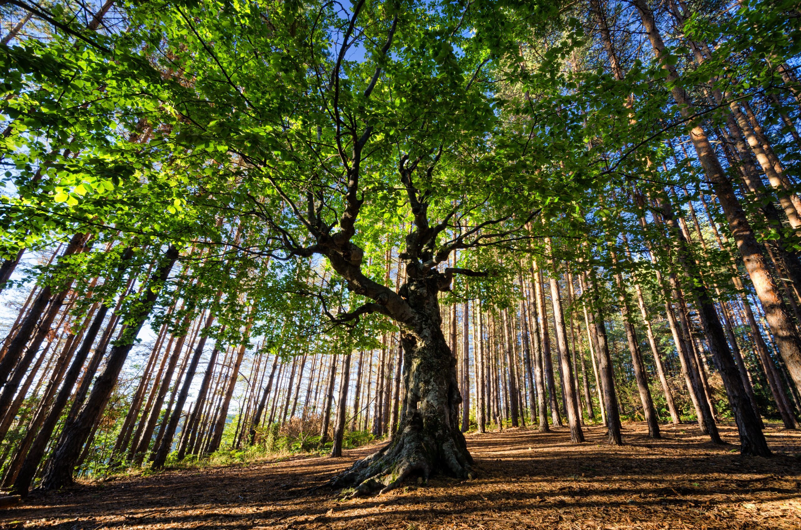 big old tree in a pine forest